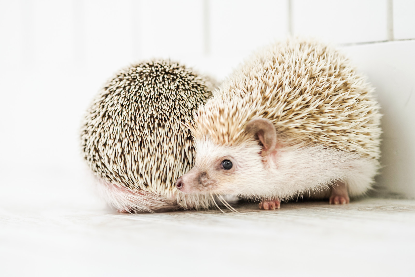 横浜 川崎 ペット火葬 ハリネズミ 横浜市 川崎市の訪問ペット火葬 田園都市ペットメモリアル